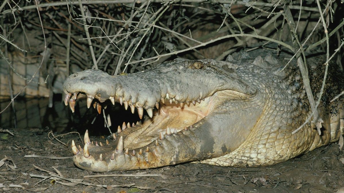 Australský farmář přežil střet s krokodýlem. Kousl predátora do očního víčka